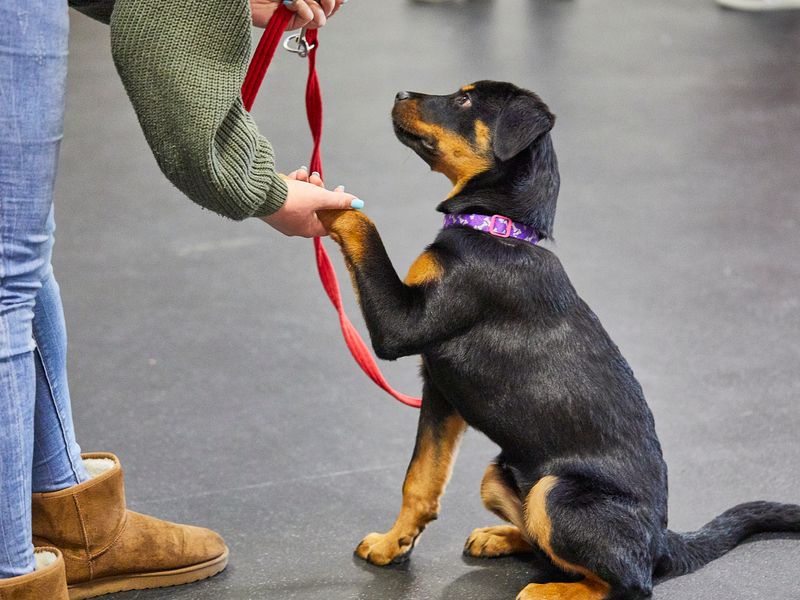 Doggy store training school